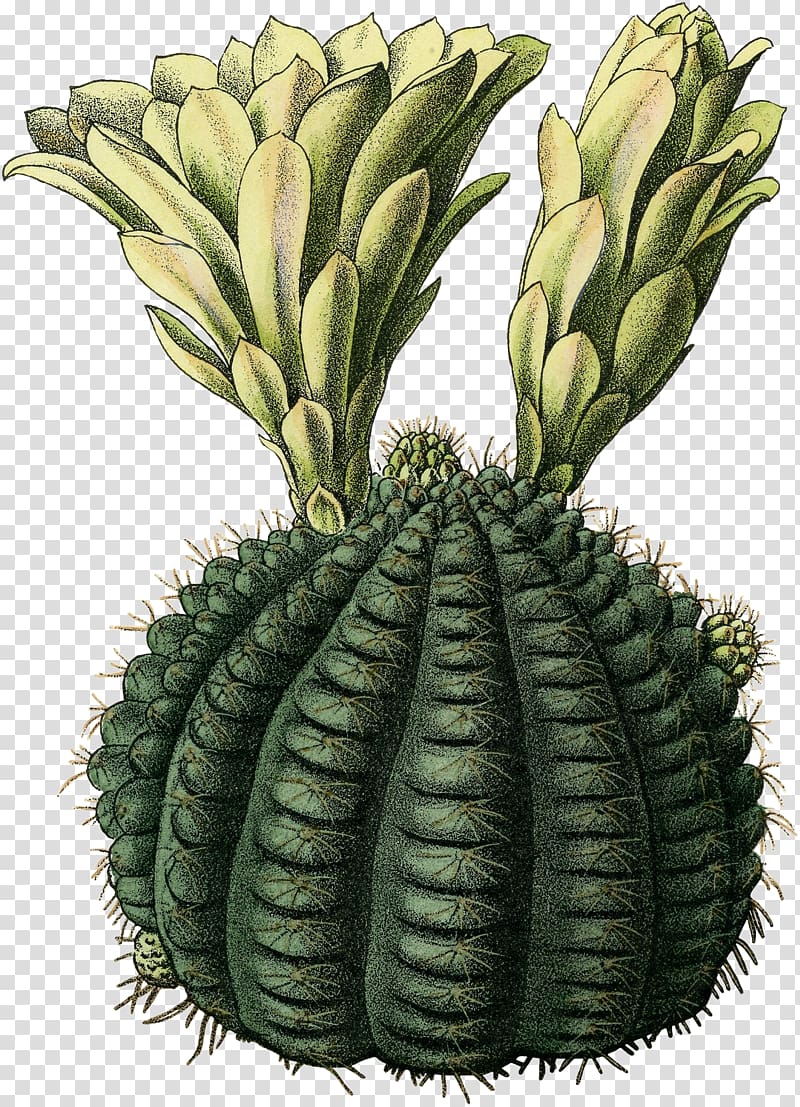 Citroën Cactus M Vegetable Flowerpot Fruit, cactus watercolor tutorial transparent background PNG clipart