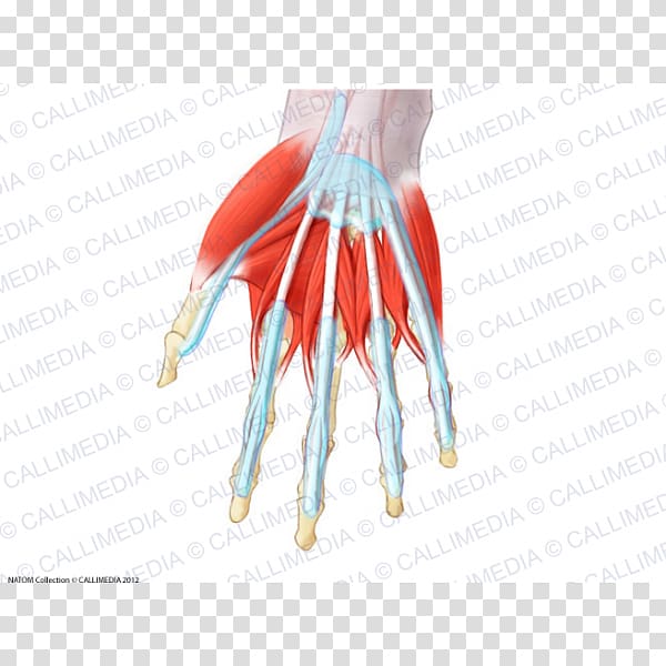 Thumb Muscle Muscular system Lumbricals of the hand Anatomy, hand transparent background PNG clipart