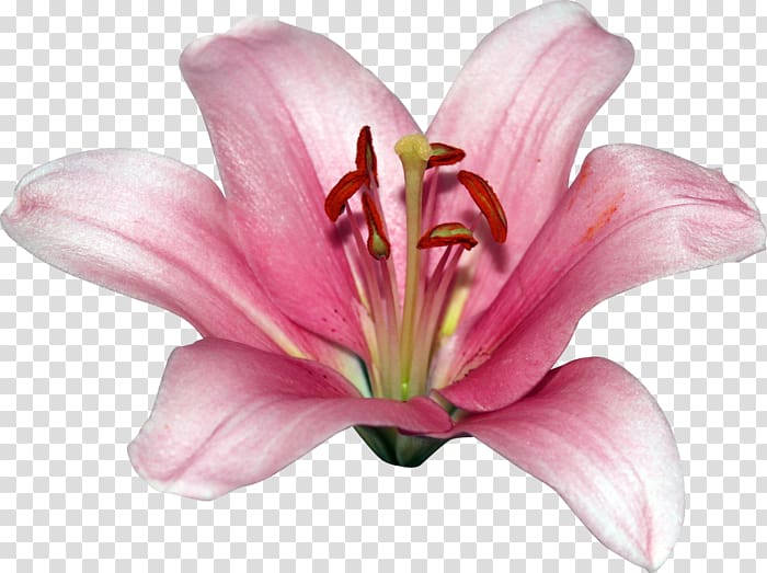 Pink M Cut flowers Petal Daylily RTV Pink, others transparent background PNG clipart
