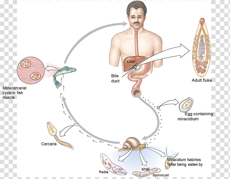 Worm Liver fluke Clonorchis sinensis Biological life cycle Fasciola hepatica, chinese characteristics transparent background PNG clipart