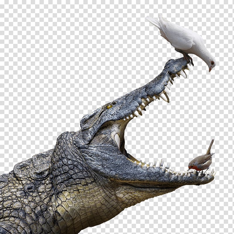 Nile crocodile American alligator Nice, crocodile transparent background PNG clipart