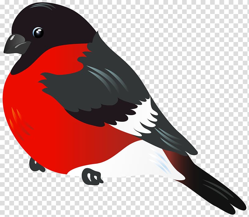 common bullfinch illustration, , Red Bird transparent background PNG clipart