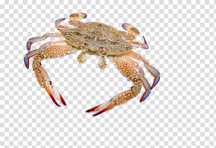Dungeness crab Freshwater crab Seafood Cangrejo, Free buckle crab transparent background PNG clipart