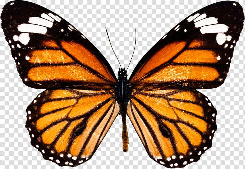 Monarch butterfly Insect, watercolor butterfly transparent background PNG clipart