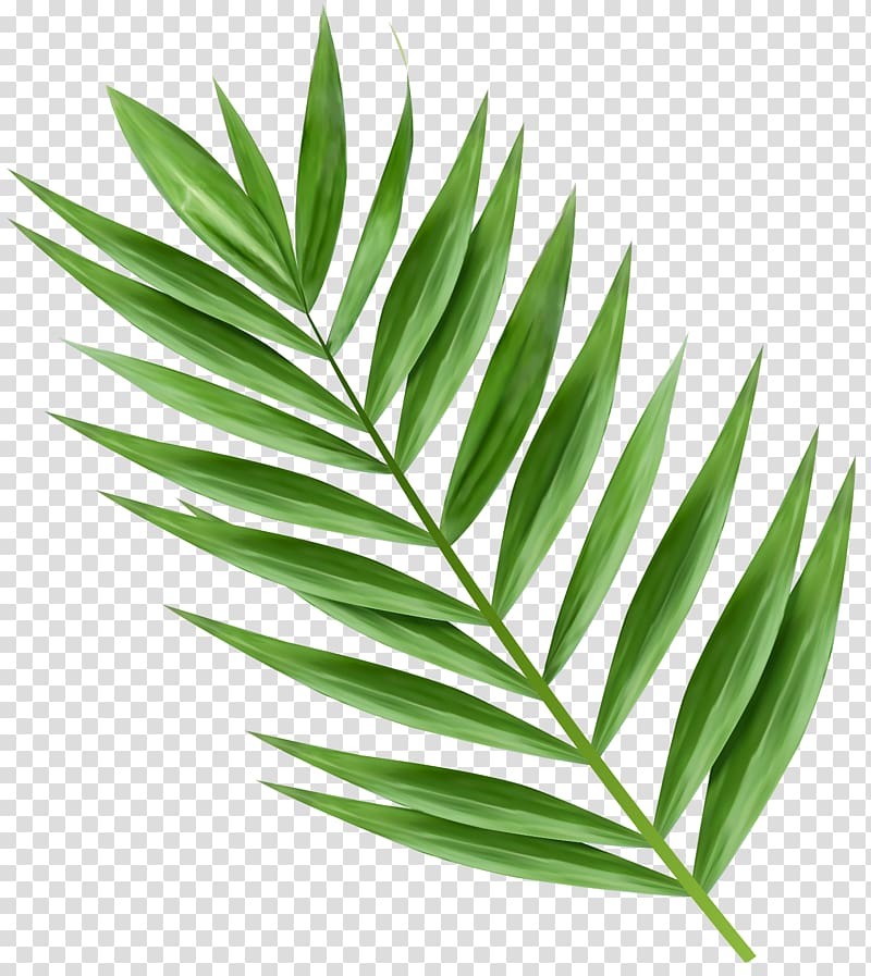Arecaceae Palm branch Palm-leaf manuscript , Leaf transparent background PNG clipart