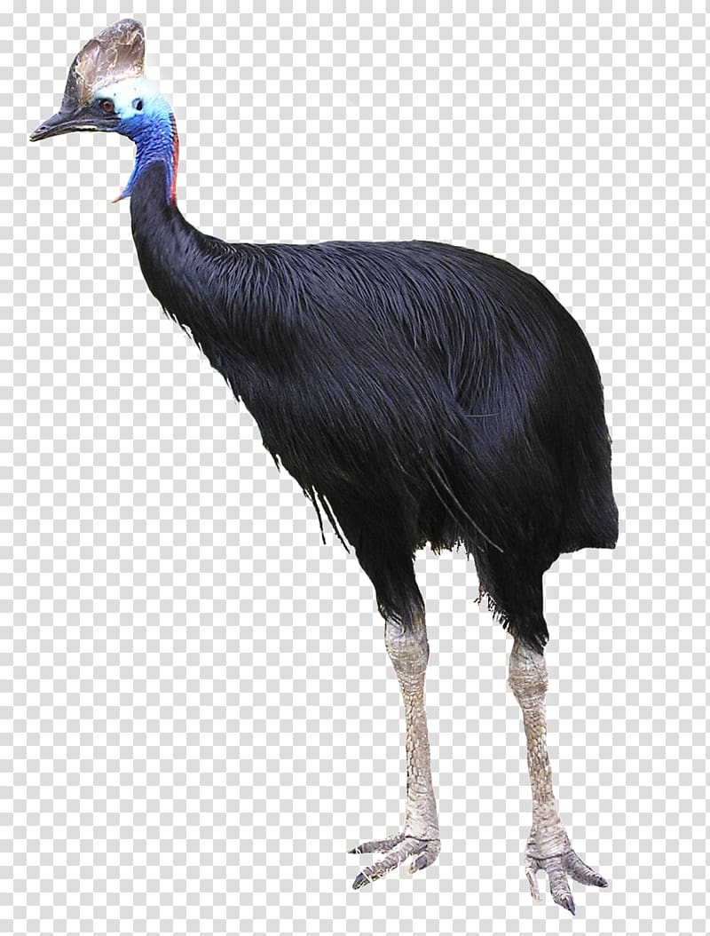 Common ostrich Flightless bird Southern cassowary Australia, colored ostrich feathers transparent background PNG clipart