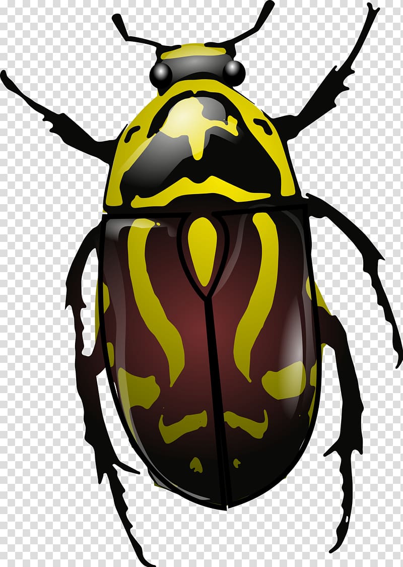 Beetle Eupoecila australasiae, beetle transparent background PNG clipart