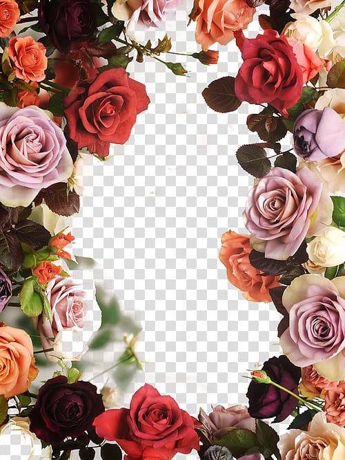 red, purple, and orange roses in bloom, God in Islam Hadith Prophet, Rose background transparent background PNG clipart