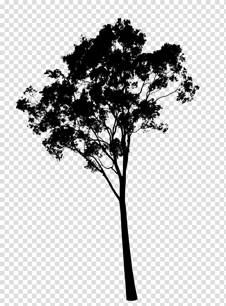 Gum trees Dogwood , tree transparent background PNG clipart
