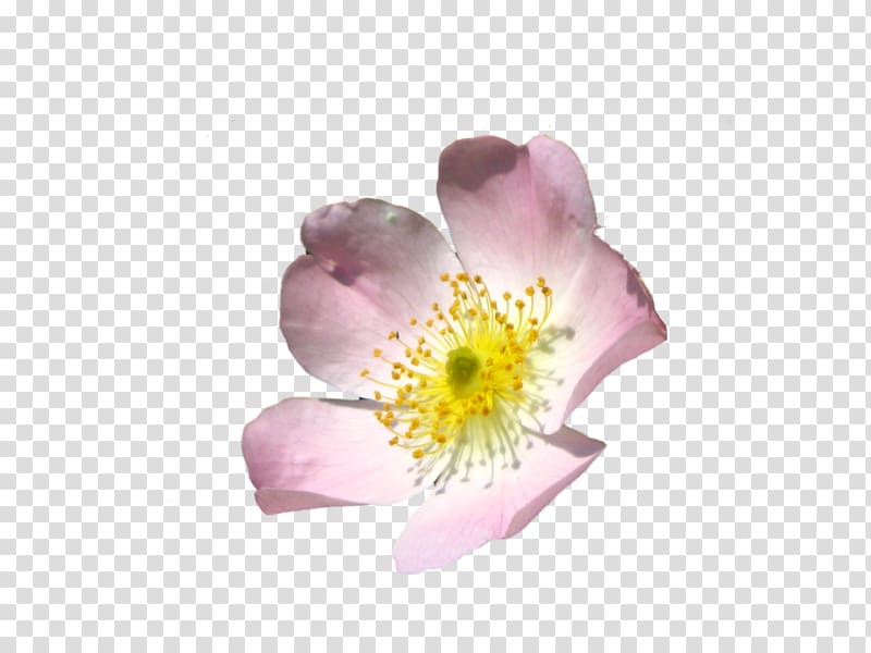 Flower , waterflower transparent background PNG clipart
