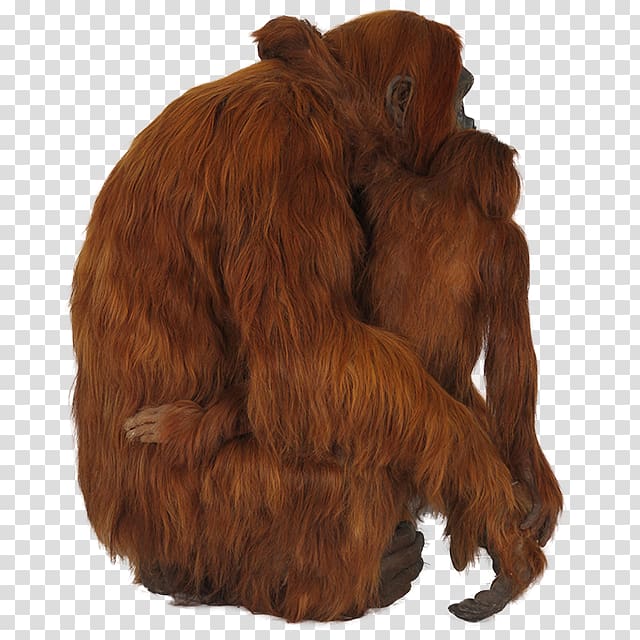 Orangutan ICO Icon, Orangutan transparent background PNG clipart