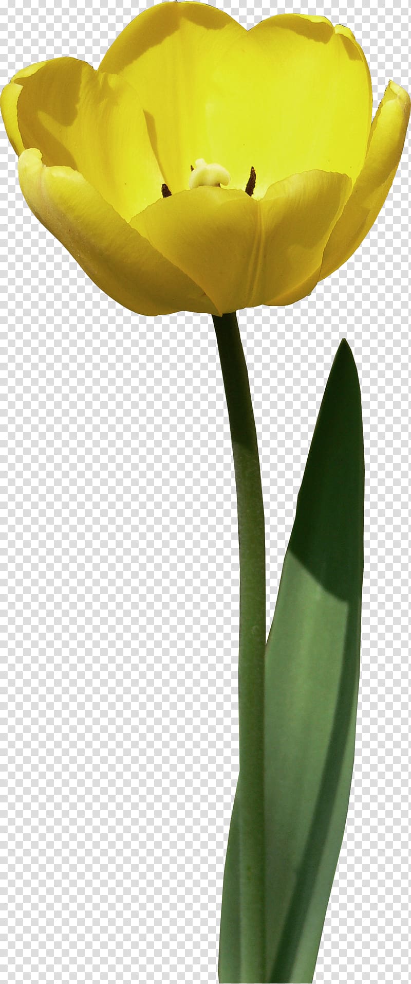 Tulipa sylvestris Flower , tulip transparent background PNG clipart