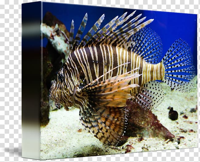 Lionfish Marine biology Coral reef fish Fauna, lion fish transparent background PNG clipart