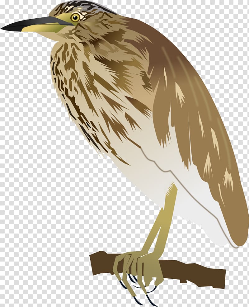 Indian pond heron Bird Green heron Feather, pond transparent background PNG clipart
