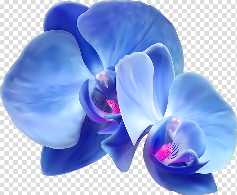 blue orchid transparent background PNG clipart