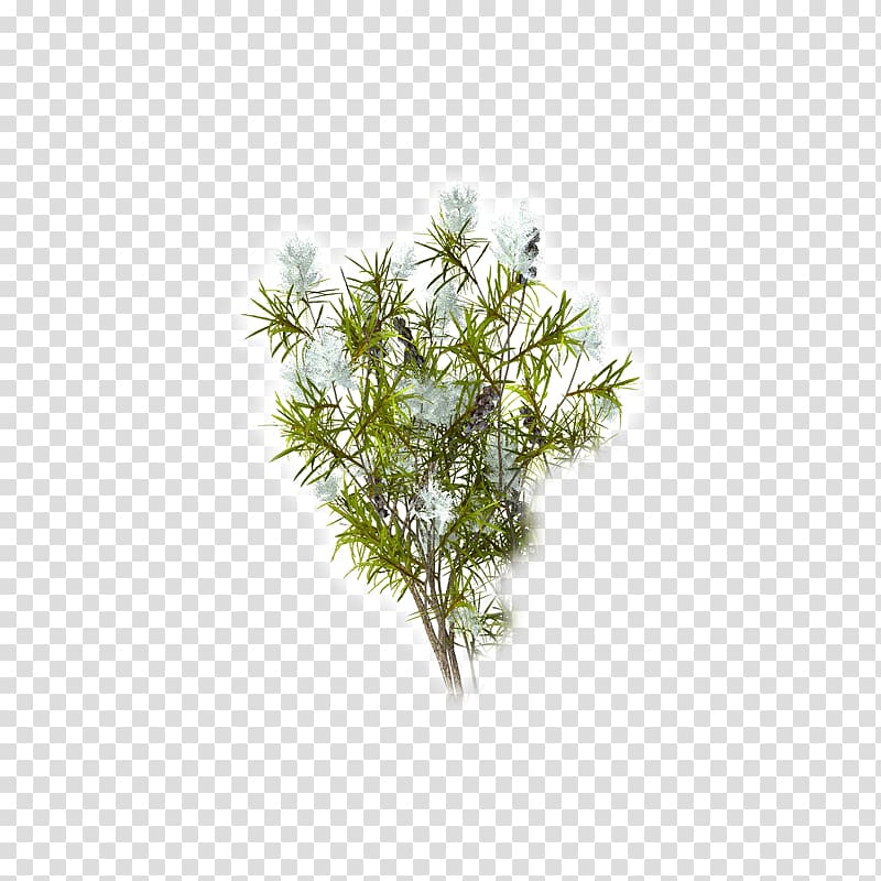 Tea tree oil Narrow-leaved paperbark Camellia sinensis Essential oil, tea tree transparent background PNG clipart