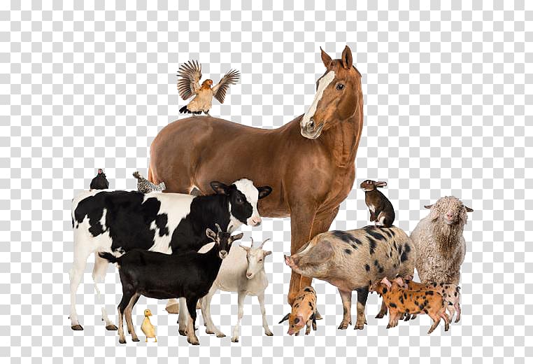 Cattle Horse Live Agriculture Farm, horse transparent background PNG clipart