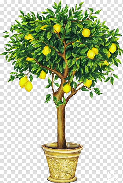 Lemon Drawing Fruit tree , lemon transparent background PNG clipart