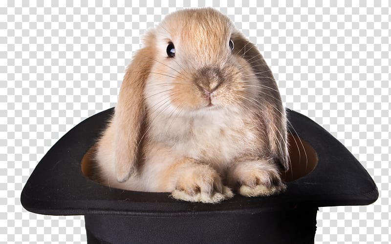Rabbit Top hat Magic , rabbit transparent background PNG clipart