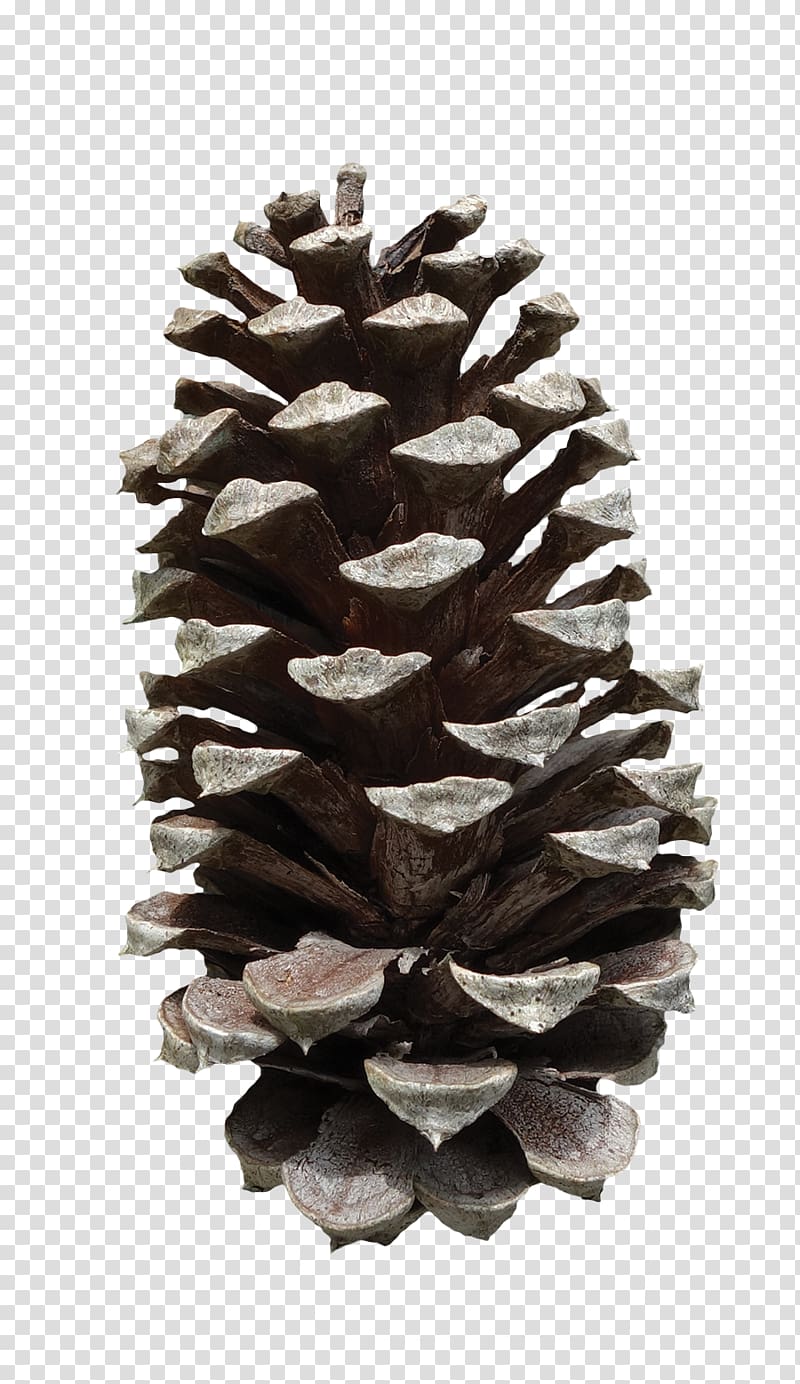 Pinus taeda Conifer cone Fruit, Pine cone transparent background PNG clipart