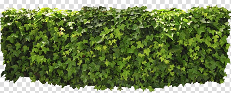 Hedge, ivy transparent background PNG clipart