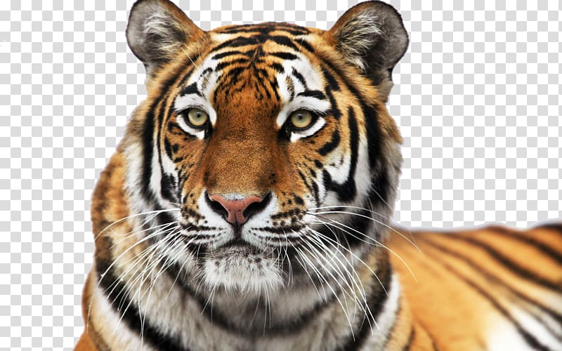 Siberian Tiger Colchester Zoo Roar Cat, tigers transparent background PNG clipart