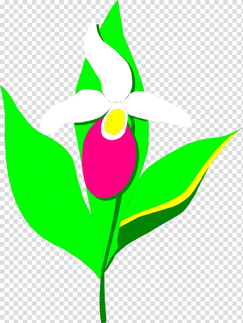 Plant , Lady\'s Slipper Orchids transparent background PNG clipart