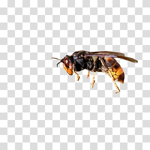 Honey bee Wasp Asian hornet European hornet, bee transparent background PNG clipart thumbnail