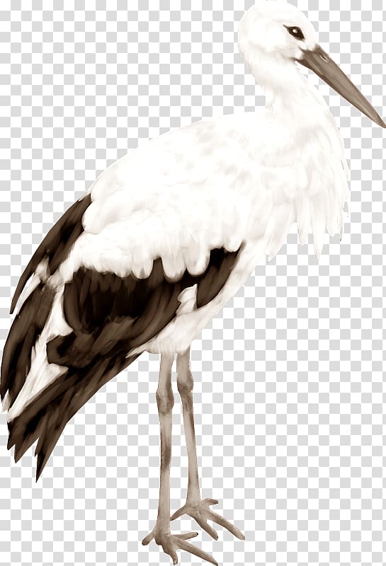 White stork , CIG transparent background PNG clipart