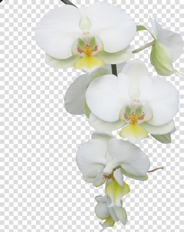 Moth orchids Flower Butterfly , flower transparent background PNG clipart