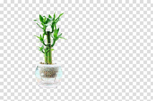 Lucky bamboo Plant stem Tropical woody bamboos Flowerpot, potted plants transparent background PNG clipart
