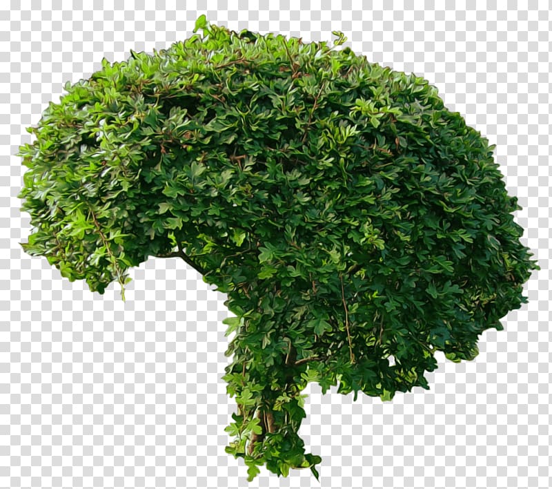 Tree Shrub , Bush transparent background PNG clipart