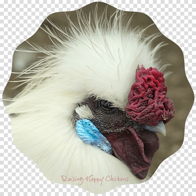 Silkie Pekin chicken Rosecomb Ancona chicken, comb transparent background PNG clipart