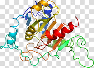 Line Organism Point , line transparent background PNG clipart thumbnail