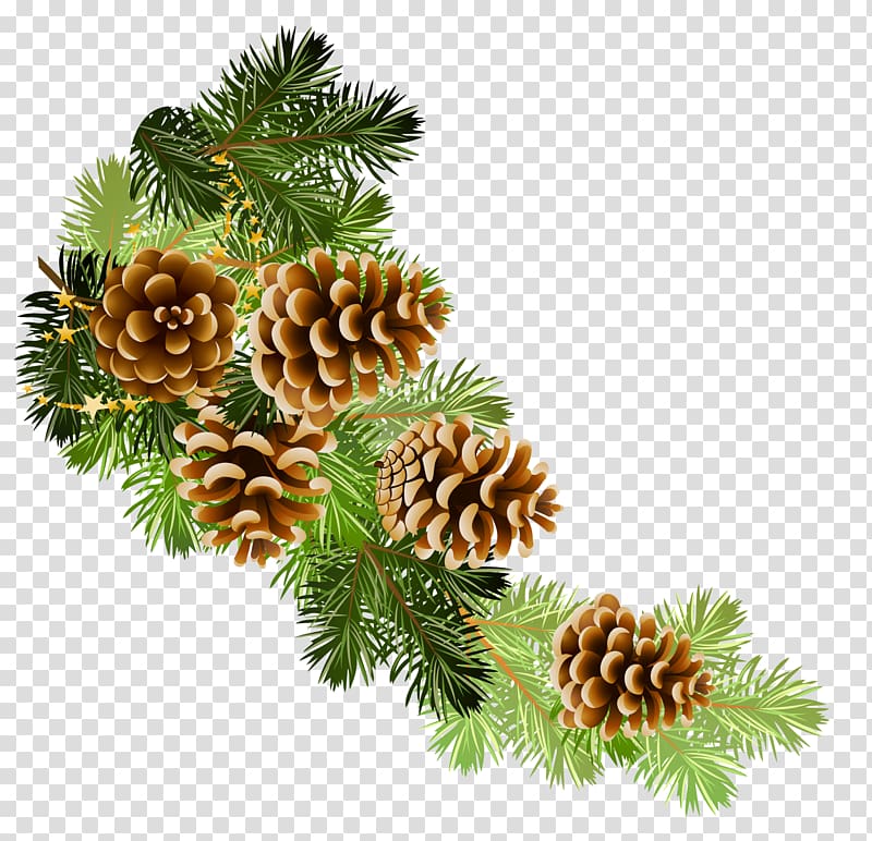 Scots pine Conifer cone Fir , winter transparent background PNG clipart