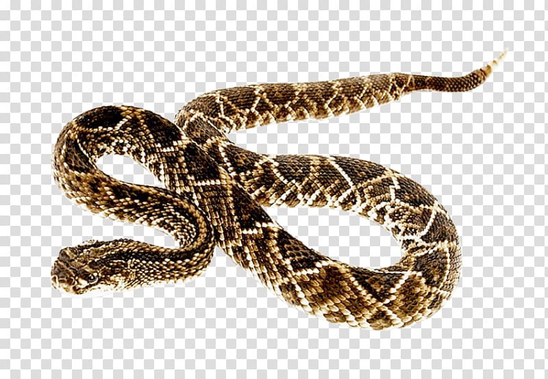 Snakes Eastern diamondback rattlesnake Portable Network Graphics Transparency, snake bite bullets transparent background PNG clipart