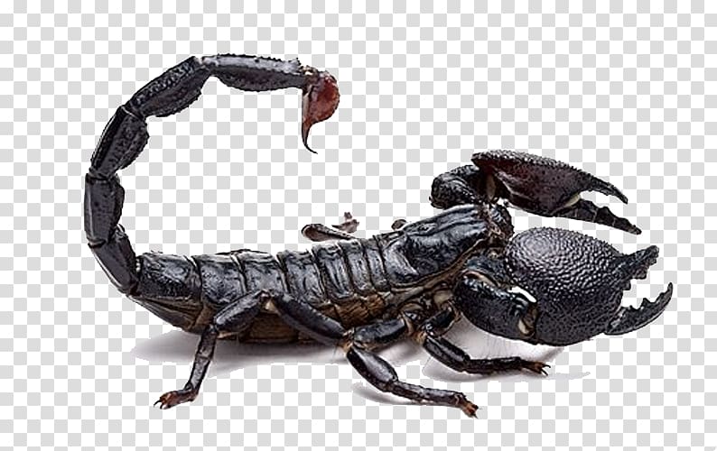 Scorpion Poison Mesobuthus martensii Venom Buthidae, Black Scorpion transparent background PNG clipart