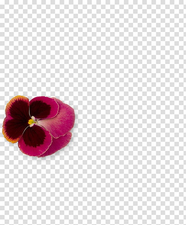 Pansy Magenta Shoe, fallings angels transparent background PNG clipart