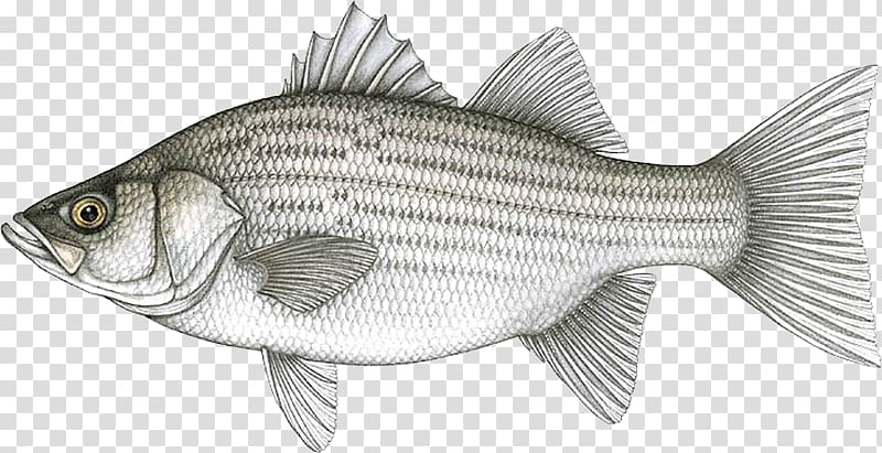 Hybrid striped bass White bass Fishing Bluegill, striped bass transparent background PNG clipart