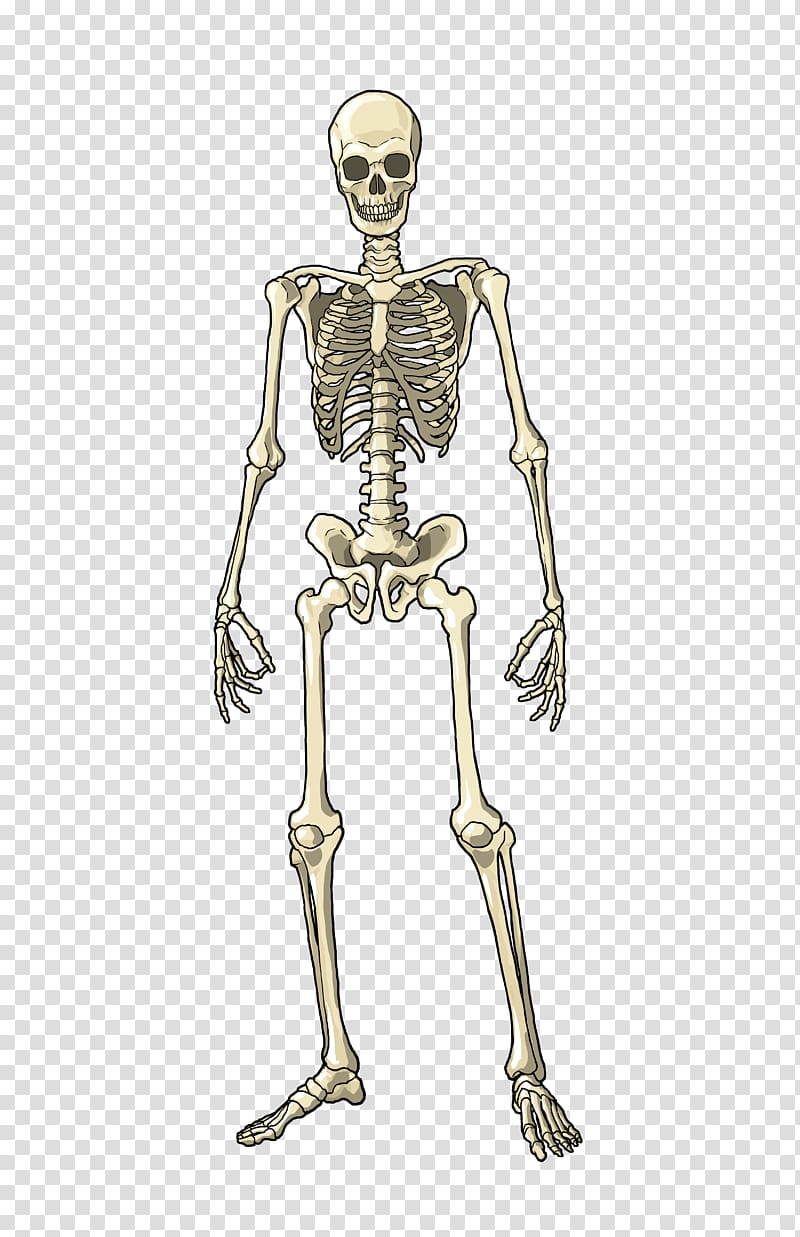smiling white skeleton, Human body Muscle Bone Skeleton Homo sapiens, bones transparent background PNG clipart