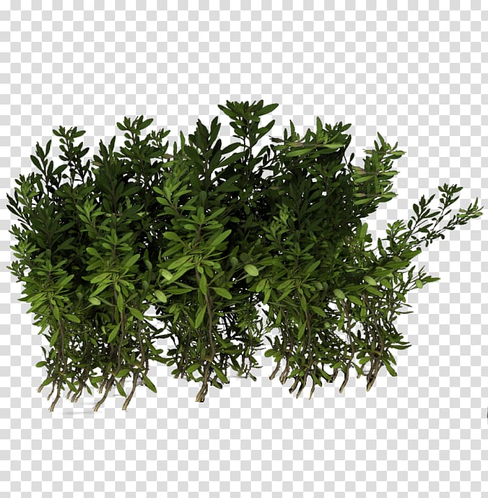 Shrub, others transparent background PNG clipart
