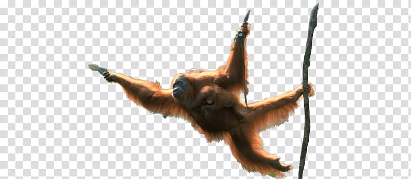 Orangutan Simian Monkey Forest Tree, orangutan transparent background PNG clipart