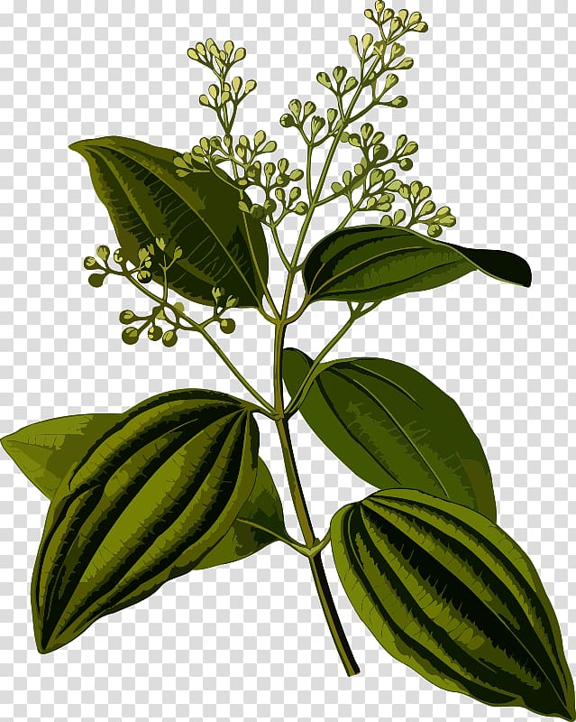 Köhler\'s Medicinal Plants Indian cuisine Sri Lanka cinnamon Chinese cinnamon, cinnamon bark transparent background PNG clipart