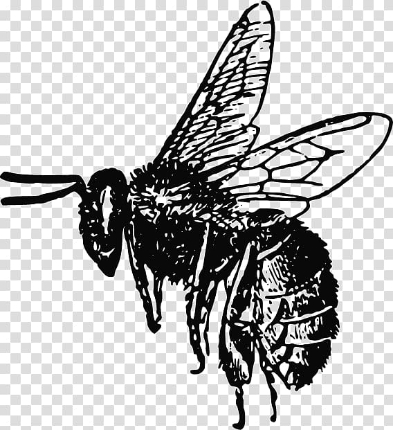 Bee Insect Drawing , Bee transparent background PNG clipart