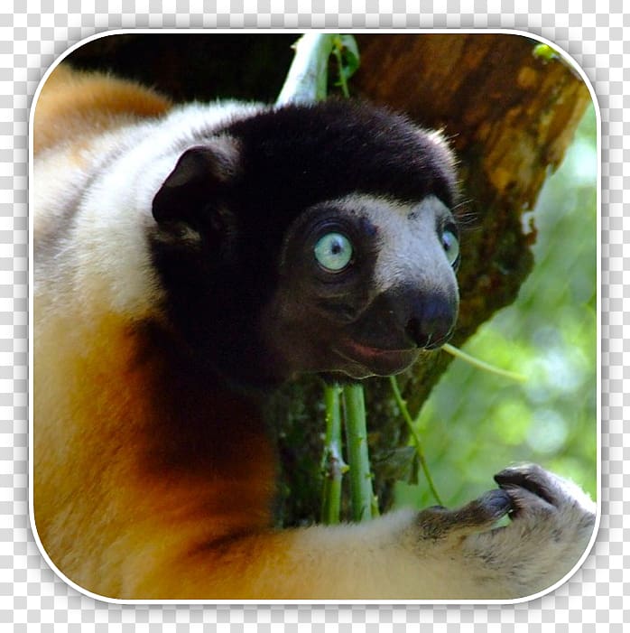 Lemurs Coquerel's sifaka Strepsirrhini Crowned sifaka Milne-Edwards' sifaka, Matt Pyke transparent background PNG clipart