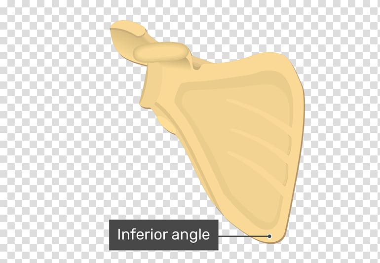 Inferior angle of the scapula Levator scapulae muscle Anatomy, Coracoid Process transparent background PNG clipart