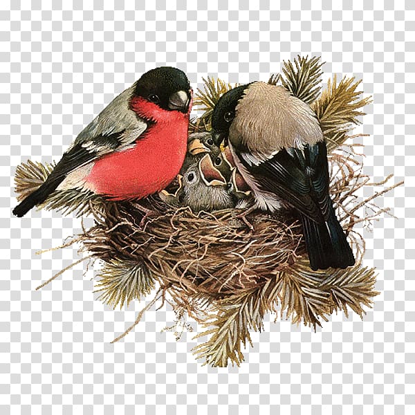 two red and black bird , Edible birds nest, Nest transparent background PNG clipart