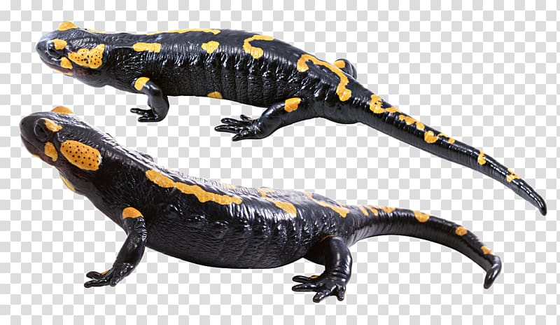 Lungless salamander Scalable Graphics Barton Springs salamander, Lizard transparent background PNG clipart