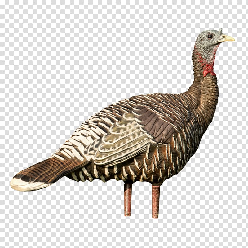 Domesticated turkey Decoy Hunting Domestication MidwayUSA, others transparent background PNG clipart