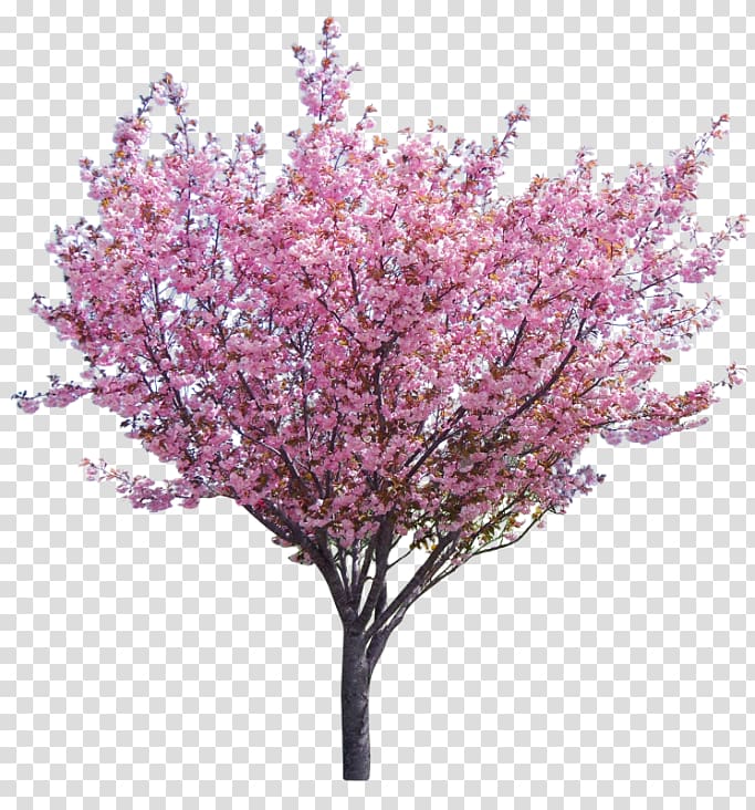 pink cherry blossom tree illustration, Eastern redbud Tree Western redbud Branch, tree transparent background PNG clipart